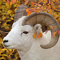 Dalls Sheep Ram in Denali Photograph by Yva Momatiuk and John Eastcott Dalls Sheep Ram in Denali Photograph by Yva Momatiuk and John Eastcott