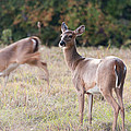 Deer At Paynes Prairie by Paul Rebmann Deer At Paynes Prairie by Paul Rebmann