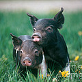 Domestic Piglets Photograph by Alan Carey Domestic Piglets Photograph by Alan Carey