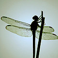Dragonfly #1 by Tracy Smith