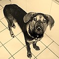 Dukie by Rob Hans Dukie by Rob Hans
