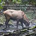 Elk Drinking Water from a Stream #1 by Jill Lang
