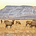 Elk Herd Grazing Rocky Mountain Foothills Photograph by James BO Insogna Elk Herd Grazing Rocky Mountain Foothills Photograph by James BO Insogna