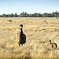 Emu Chicks by Tim Hester Emu Chicks by Tim Hester