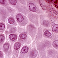 Epidermis Lm Photograph by Alvin Telser Epidermis Lm Photograph by Alvin Telser