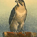 Falcon by Sir Edwin Landseer Falcon by Sir Edwin Landseer