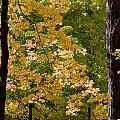 Fall Maples Photograph by Steven Ralser Fall Maples Photograph by Steven Ralser