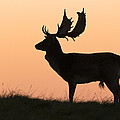 Fallow Deer Buck At Sunset Denmark Photograph by Duncan Usher Fallow Deer Buck At Sunset Denmark Photograph by Duncan Usher