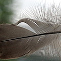 Feather Photograph by Valerie Collins Feather Photograph by Valerie Collins