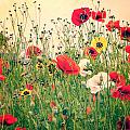 Field of Poppy's Photograph by Spikey Mouse Photography Field of Poppy's Photograph by Spikey Mouse Photography