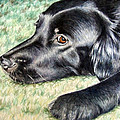 Flat Coated Retriever by Nicole Zeug Flat Coated Retriever by Nicole Zeug
