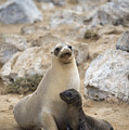Galapagos Sea Lion And Pup Champion Photograph by Tui De Roy Galapagos Sea Lion And Pup Champion Photograph by Tui De Roy