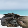 Galapagos Sea Lion Pup Covering Face Photograph by Tui De Roy Galapagos Sea Lion Pup Covering Face Photograph by Tui De Roy