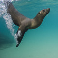 Galapagos Sea Lion Swimming Ecuador by Pete Oxford Galapagos Sea Lion Swimming Ecuador by Pete Oxford