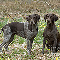 German Short-haired Pointers Photograph by John Daniels German Short-haired Pointers Photograph by John Daniels