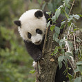 Giant Panda Cub Chengdu Sichuan China Photograph by Katherine Feng Giant Panda Cub Chengdu Sichuan China Photograph by Katherine Feng