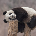 Giant Panda Cub Wolong National Nature Photograph by Katherine Feng Giant Panda Cub Wolong National Nature Photograph by Katherine Feng