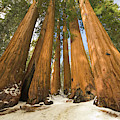 Giant Sequoias After First Snow Photograph by Yva Momatiuk John Eastcott Giant Sequoias After First Snow Photograph by Yva Momatiuk John Eastcott