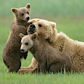 Grizzly Cubs Play With Mom Photograph by Yva Momatiuk John Eastcott Grizzly Cubs Play With Mom Photograph by Yva Momatiuk John Eastcott