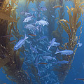 Halfmoon School And Giant Kelp Cortes Photograph by Richard Herrmann Halfmoon School And Giant Kelp Cortes Photograph by Richard Herrmann