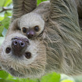 Hoffmanns Two-toed Sloth And Old Baby Photograph by Suzi Eszterhas Hoffmanns Two-toed Sloth And Old Baby Photograph by Suzi Eszterhas