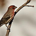 House Finch Photograph by Lana Trussell House Finch Photograph by Lana Trussell