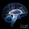 Human brain complexity Photograph by Johan Swanepoel Human brain complexity Photograph by Johan Swanepoel