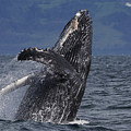 Humpback Whale Breaching Prince William Photograph by Hiroya Minakuchi Humpback Whale Breaching Prince William Photograph by Hiroya Minakuchi