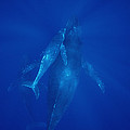 Humpback Whale Cow Calf And Male Escort Photograph by Flip Nicklin Humpback Whale Cow Calf And Male Escort Photograph by Flip Nicklin