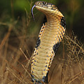 King Cobra Agumbe Rainforest India Photograph by Thomas Marent King Cobra Agumbe Rainforest India Photograph by Thomas Marent