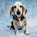 Kippy Beagle Senior Photograph by Iris Richardson Kippy Beagle Senior Photograph by Iris Richardson