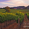 Knight's Valley Summer Solstice Photograph by Charlene Mitchell Knight's Valley Summer Solstice Photograph by Charlene Mitchell
