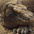 Komodo Dragon Male Basking Komodo Island Photograph by Tui De Roy Komodo Dragon Male Basking Komodo Island Photograph by Tui De Roy