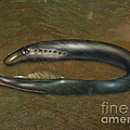 Lamprey Eel, Illustration Photograph by Gwen Shockey Lamprey Eel, Illustration Photograph by Gwen Shockey