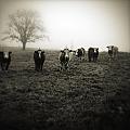 Livestock by Les Cunliffe Livestock by Les Cunliffe