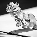 Mack Truck Bulldog Hood Ornament Photograph by Jill Reger Mack Truck Bulldog Hood Ornament Photograph by Jill Reger
