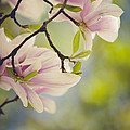 Magnolia Flowers Photograph by Nailia Schwarz Magnolia Flowers Photograph by Nailia Schwarz
