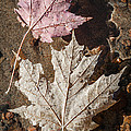 Maple Leaves In Water by Elena Elisseeva Maple Leaves In Water by Elena Elisseeva