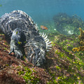 Marine Iguana Feeding On Algae Punta Photograph by Tui De Roy Marine Iguana Feeding On Algae Punta Photograph by Tui De Roy