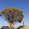 Meerkat In Quiver Tree Grassland Photograph by Vincent Grafhorst Meerkat In Quiver Tree Grassland Photograph by Vincent Grafhorst