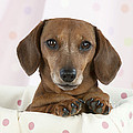 Miniature Short-haired Dachshund Photograph by John Daniels Miniature Short-haired Dachshund Photograph by John Daniels
