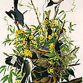 Mocking Birds And Rattlesnake by John James Audubon Mocking Birds And Rattlesnake by John James Audubon