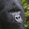 Mountain Gorilla Silverback Rwanda by D. & E. Parer-Cook Mountain Gorilla Silverback Rwanda by D. & E. Parer-Cook