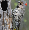 Northern Flicker At Nest Cavity Alaska Photograph by Michael Quinton Northern Flicker At Nest Cavity Alaska Photograph by Michael Quinton