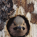 Northern Flicker In Nest Cavity Alaska Photograph by Michael Quinton Northern Flicker In Nest Cavity Alaska Photograph by Michael Quinton