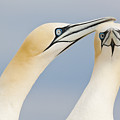 Northern Gannets Greeting Saltee Island Photograph by Bart Breet Northern Gannets Greeting Saltee Island Photograph by Bart Breet