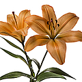 Orange Asiatic Lilies Photograph by Endre Balogh Orange Asiatic Lilies Photograph by Endre Balogh