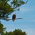 Out on a Limb Photograph by Brenda Jacobs Out on a Limb Photograph by Brenda Jacobs
