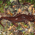 Pacific Giant Salamander Photograph by Karl H. Switak Pacific Giant Salamander Photograph by Karl H. Switak