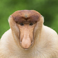 Proboscis Monkey Dominant Male Sabah Photograph by Suzi Eszterhas Proboscis Monkey Dominant Male Sabah Photograph by Suzi Eszterhas